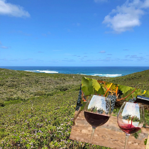 Cabernet Sauvignon: 91 pts 